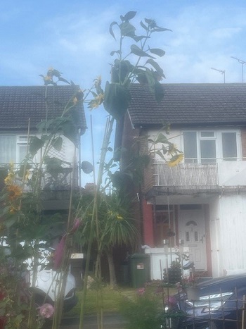 Havering In Bloom 2024 Eric Willson tallest sunflower